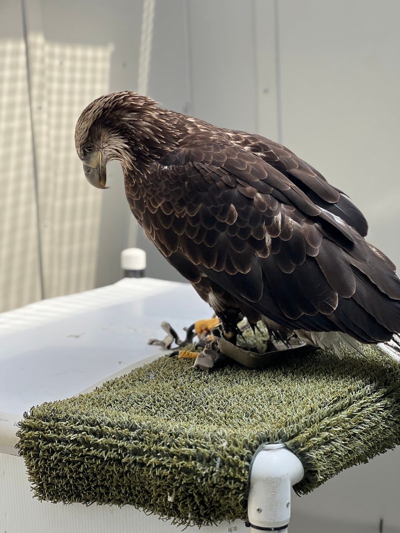 Bath Time and Lunch Time for an Eagle
