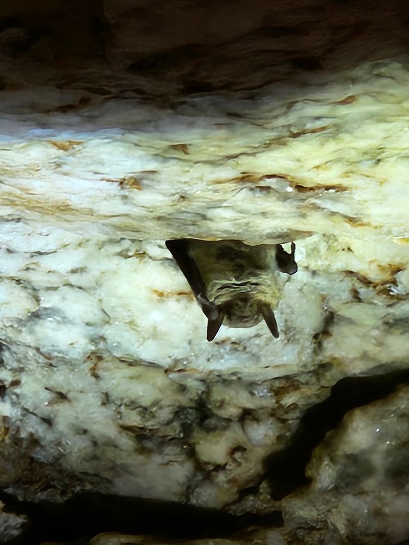 Bats, Salamanders, and Other Cave Dwellers Bats, Salamanders, and Other Cave Dwellers