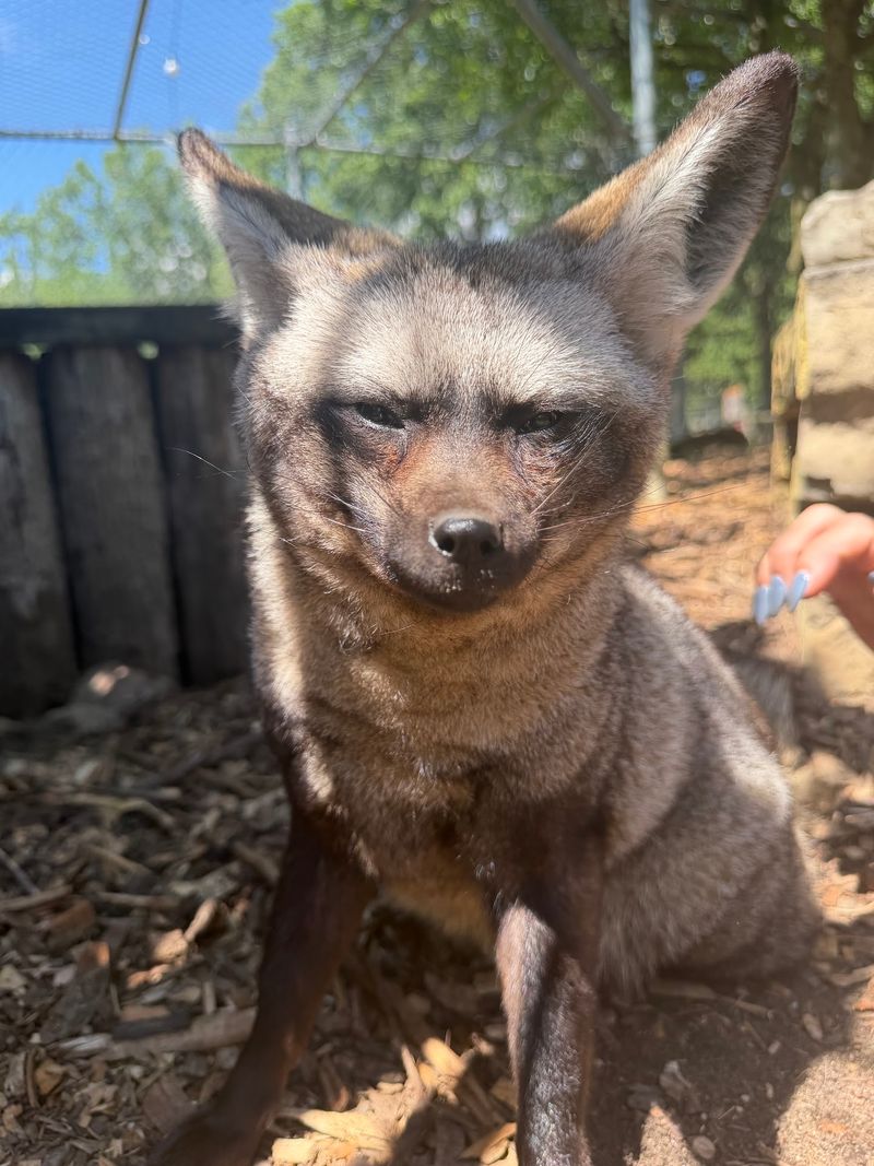 Bearcats, Foxes, and Rainforest Friends Bearcats, Foxes, and Rainforest Friends