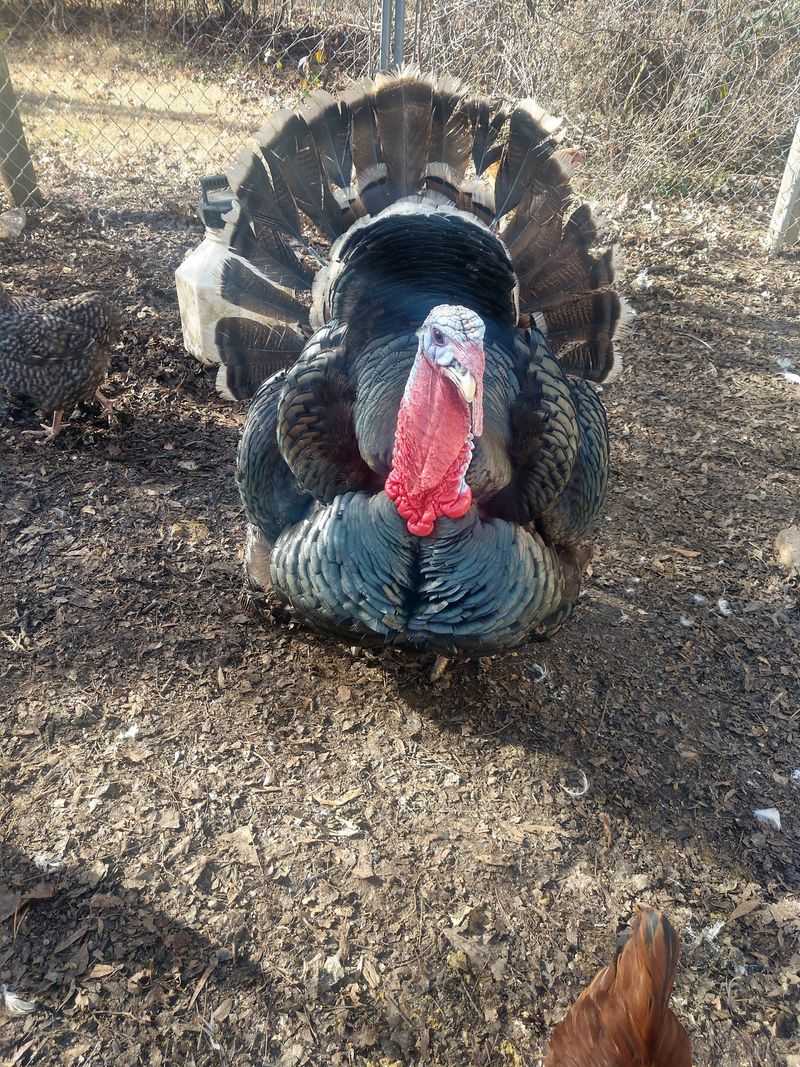 Bees, Eggs, and One Very Big Turkey Bees, Eggs, and One Very Big Turkey