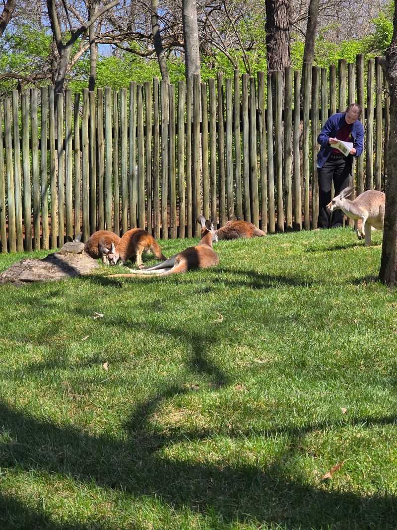 Behind the Scenes with an Okapi Behind the Scenes with an Okapi