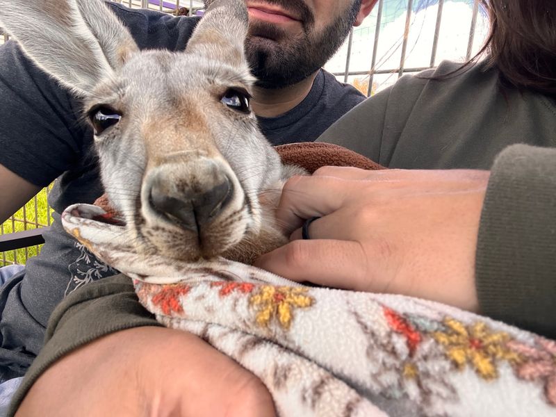BellaRoo, Billie Jean, and the Joey Cuddles