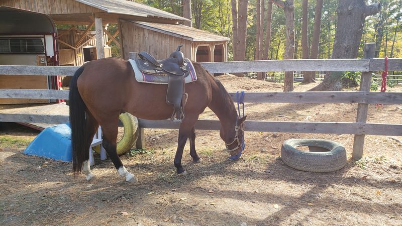 Berkshire HorseWorks