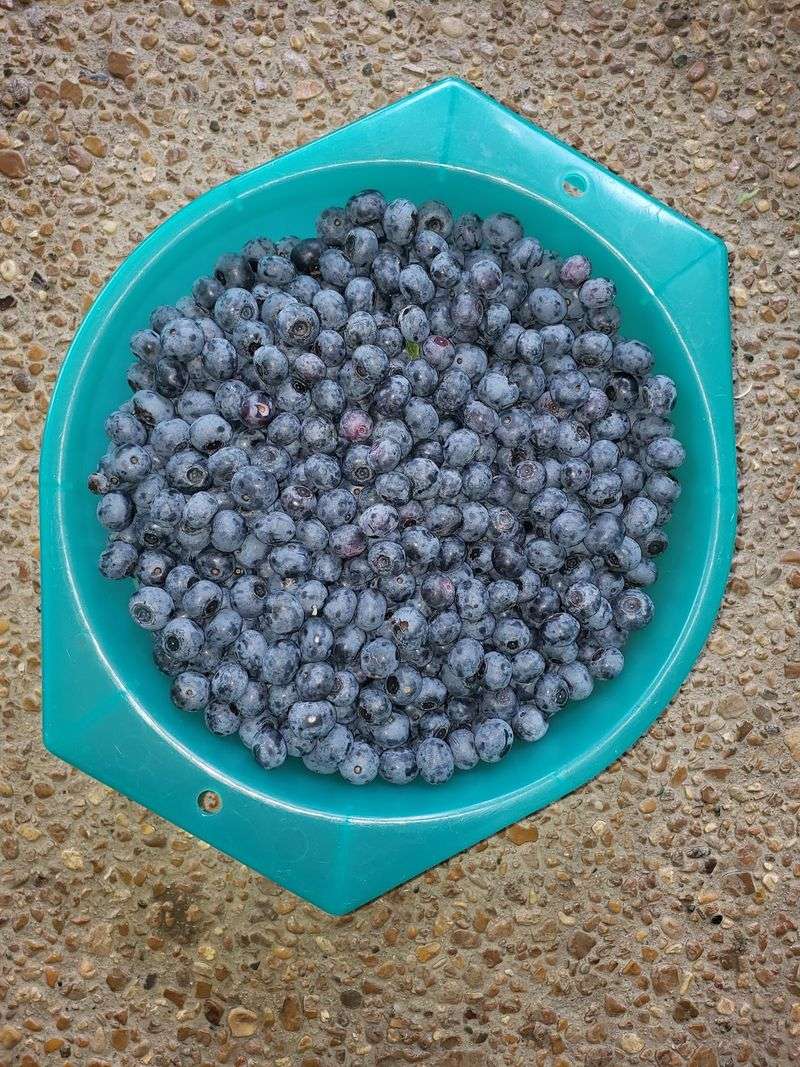 Berries With a Big Reputation Berries With a Big Reputation