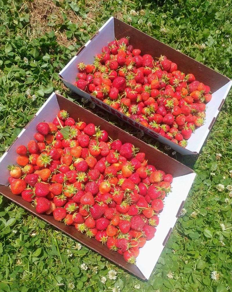 Berries and Cherries Before Autumn Arrives Berries and Cherries Before Autumn Arrives