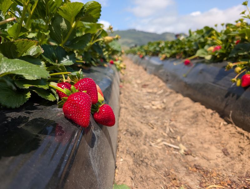 Berry Picking in the Summer Rows