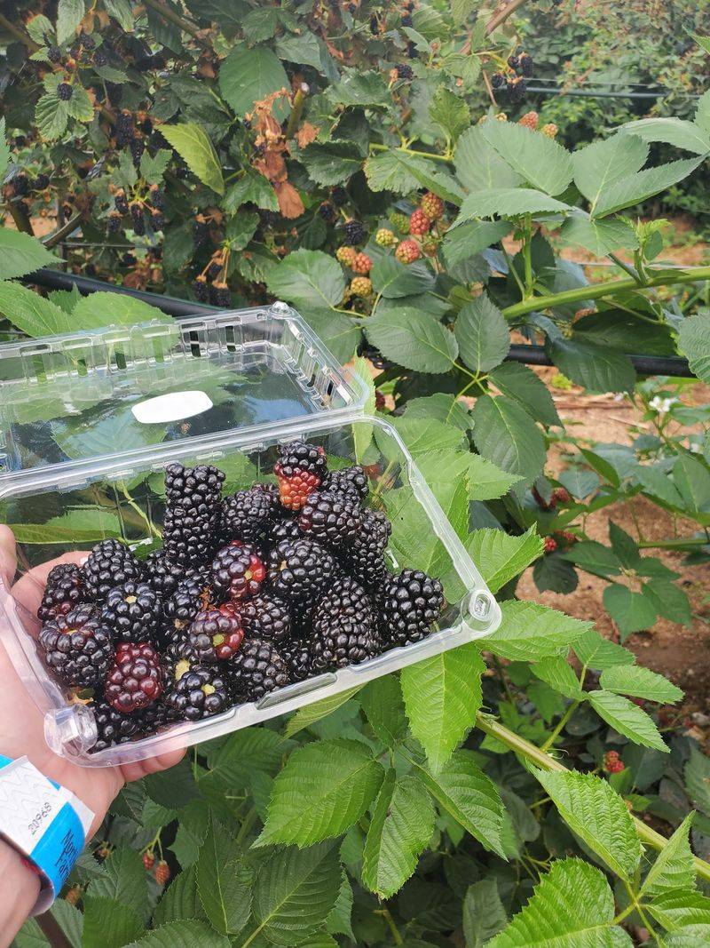 Berry Seasons Beyond Autumn