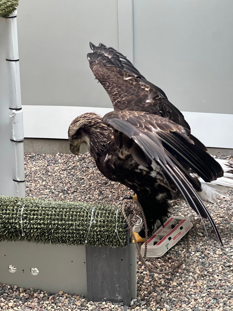 Big Birds, Small Price Tag