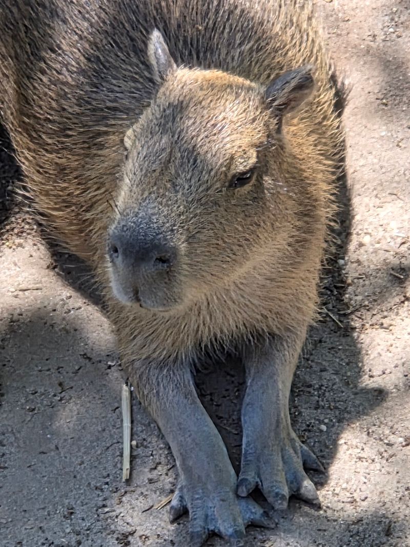 Big Cats, Red Pandas, and a Capybara Fan Club