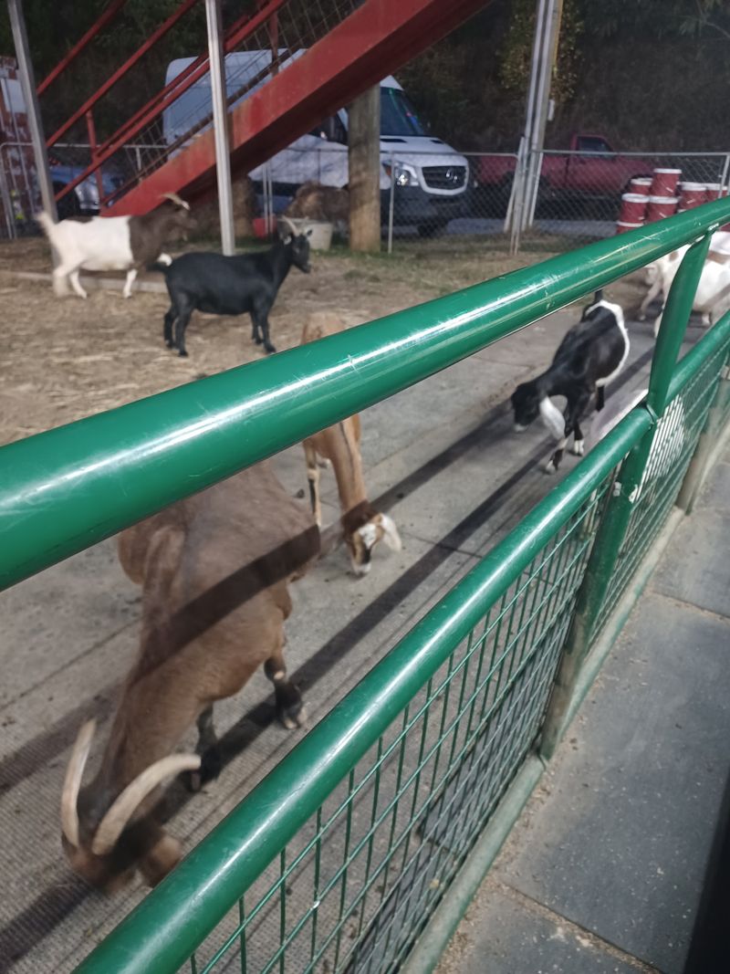 Big Goats, Little Goats, and Baby Goat Cuteness Overload