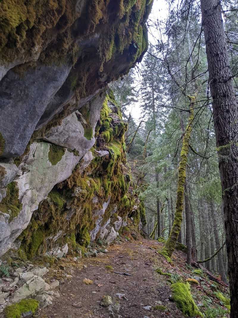Big Trees and Trails Above Ground Big Trees and Trails Above Ground