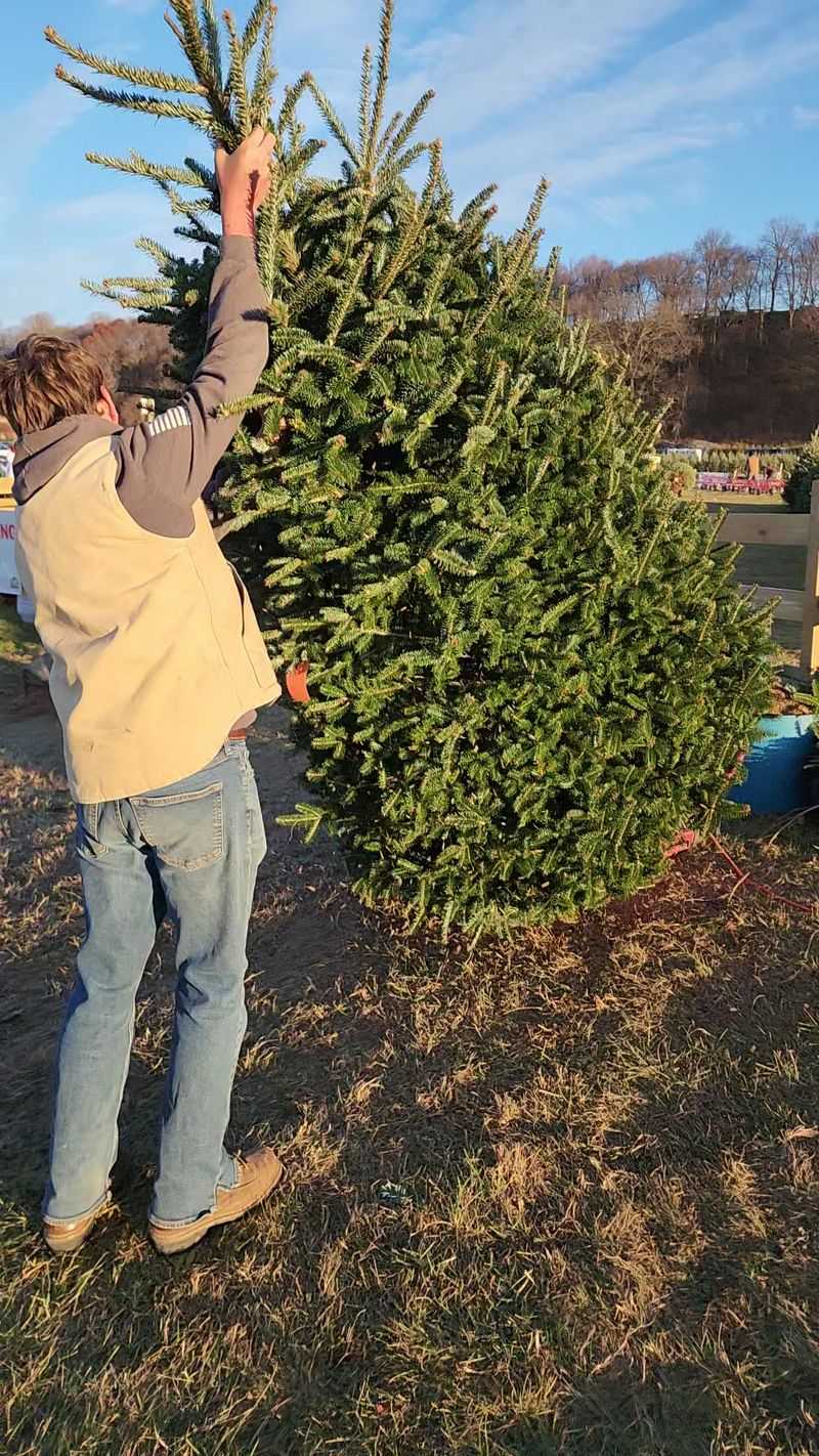 Big Trees on the Upper Slopes Big Trees on the Upper Slopes