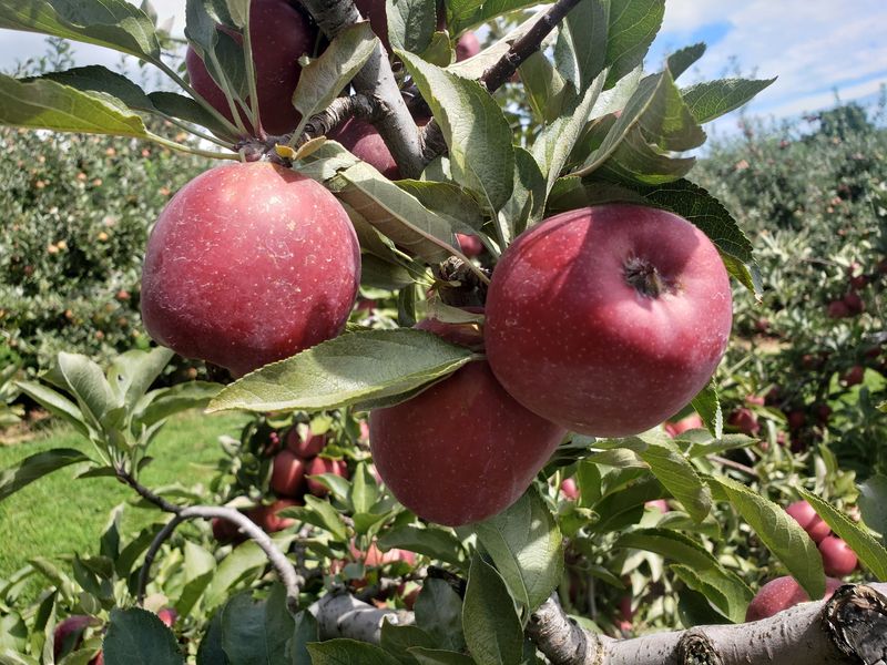 Bins, Branches, and Taste-Before-You-Buy Apples