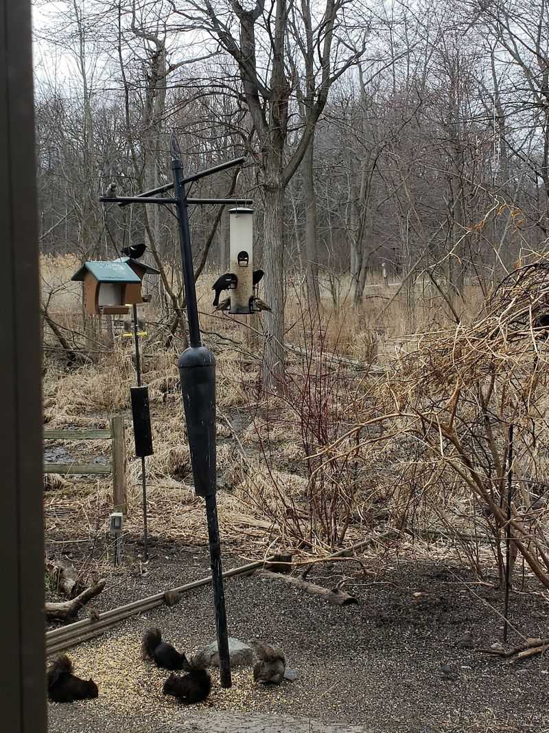 Bird Feeders Behind the Building