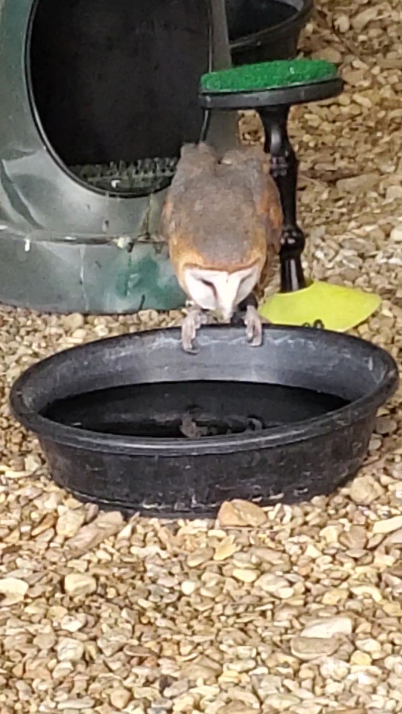 Birds of Prey Up Close