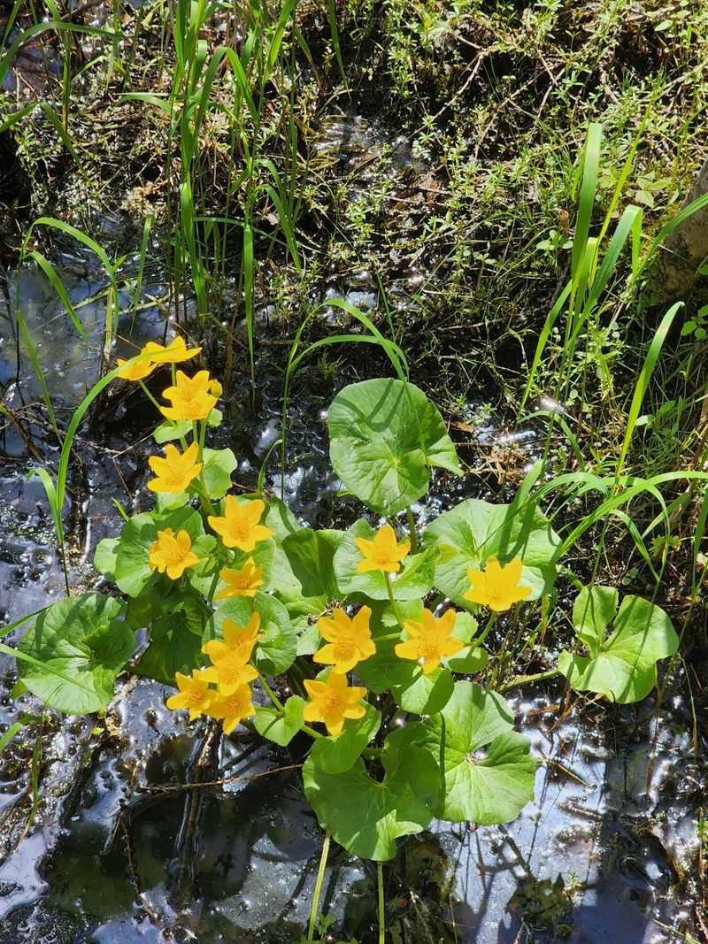Birdsong, Frogs, and Tiny Blooms Birdsong, Frogs, and Tiny Blooms