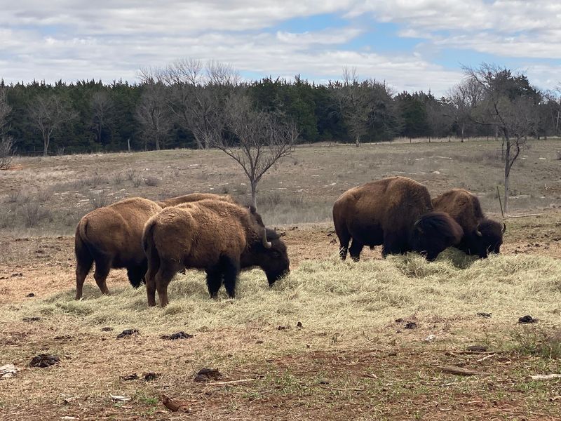Bison, Armadillos, and Other Wild Neighbors Bison, Armadillos, and Other Wild Neighbors
