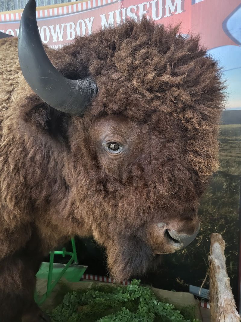 Bison Country on the Tallgrass Prairie
