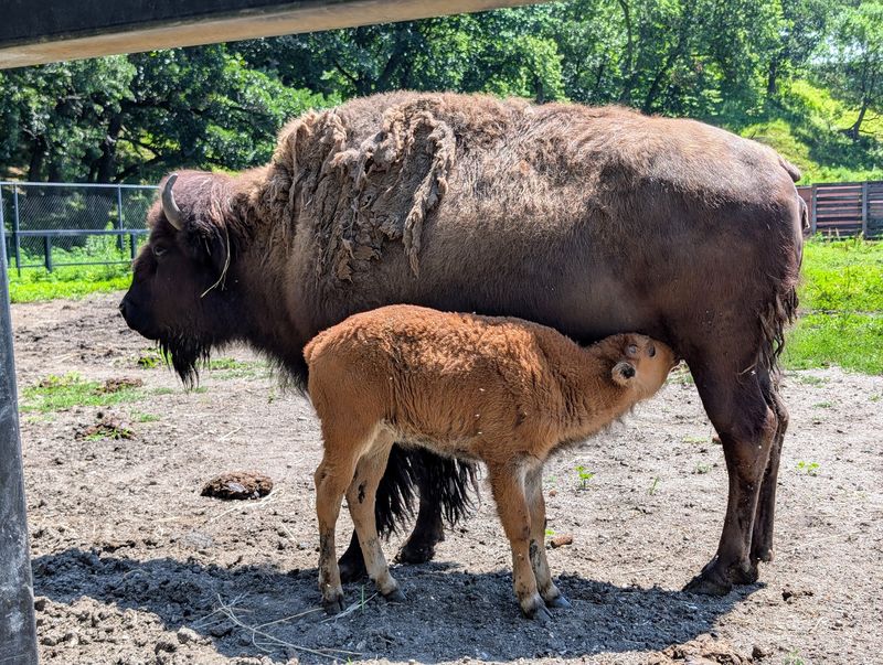Bison, Elk and a Zoo That Costs Nothing Bison, Elk and a Zoo That Costs Nothing