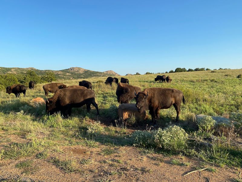 Bison Roaming Free Across the Refuge Bison Roaming Free Across the Refuge