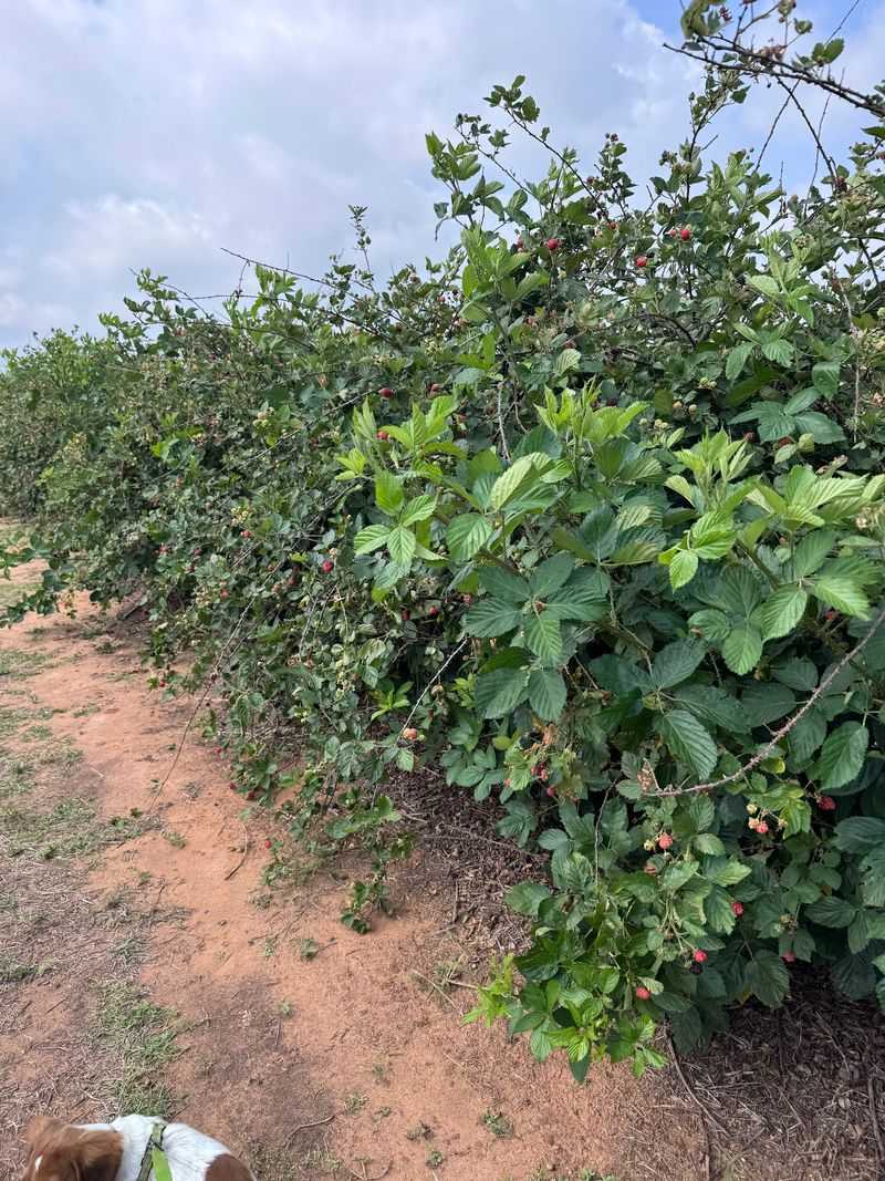 Blackberries, Bouquets, and Peach Season Hopes Blackberries, Bouquets, and Peach Season Hopes