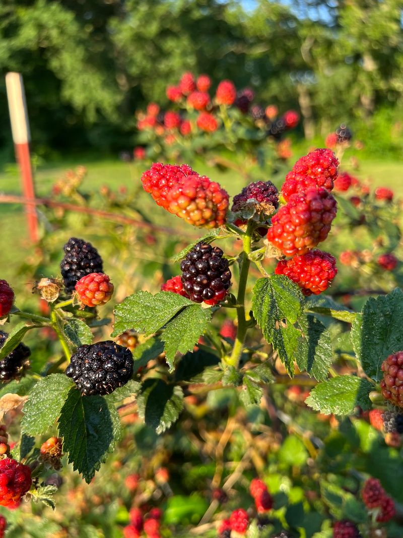 Blackberry Season and the Pie Factor