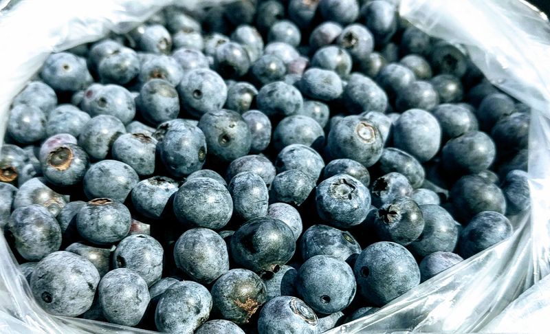 Blueberries Worth Getting Up Early For