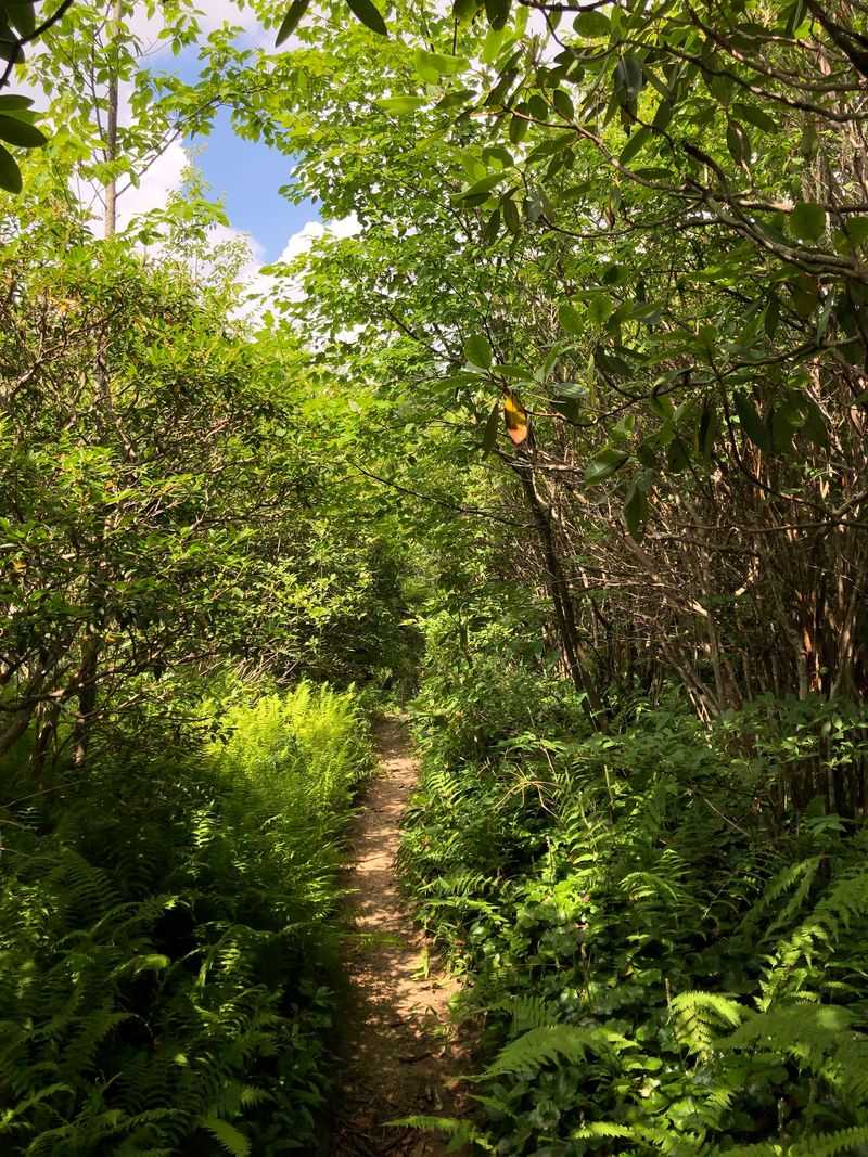 Blueberries and Rhododendron Tunnels