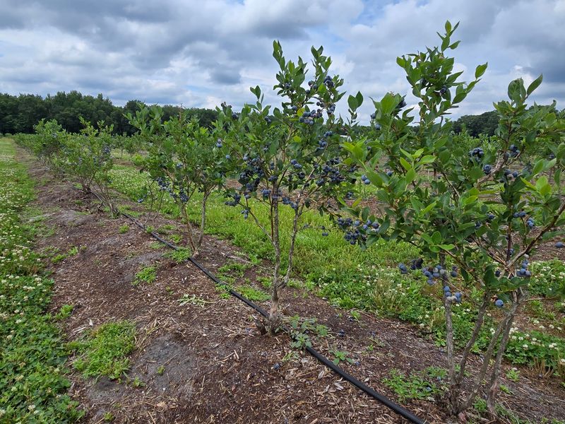 Blueberry Picking With a Practical Plan