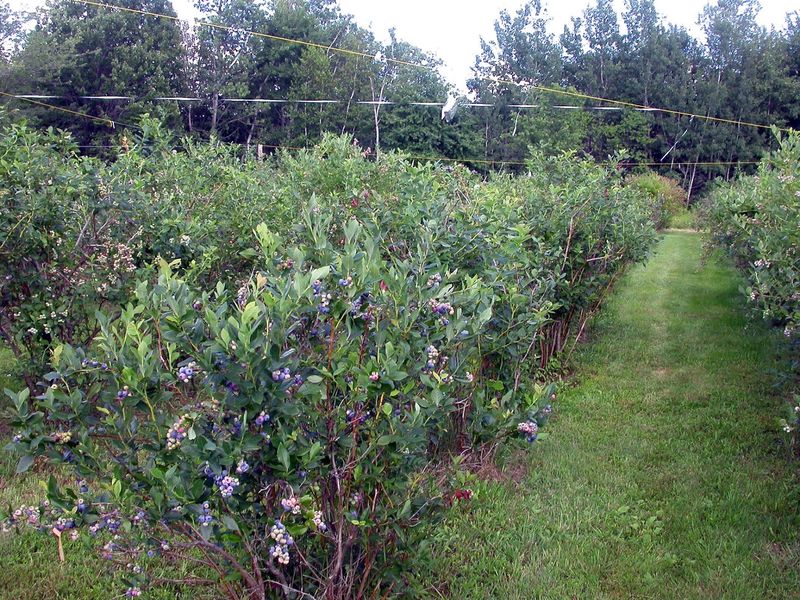Blueberry Rows Worth the Trip Blueberry Rows Worth the Trip