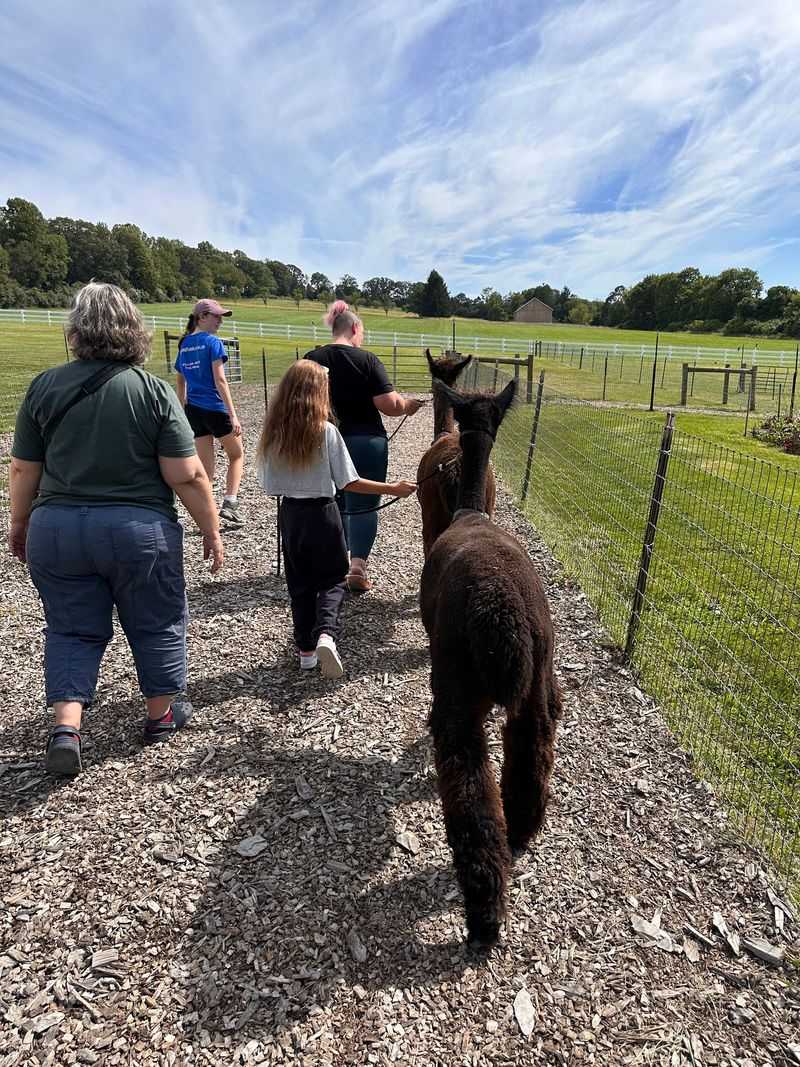 Bluebird Farm Alpacas, Peapack, New Jersey