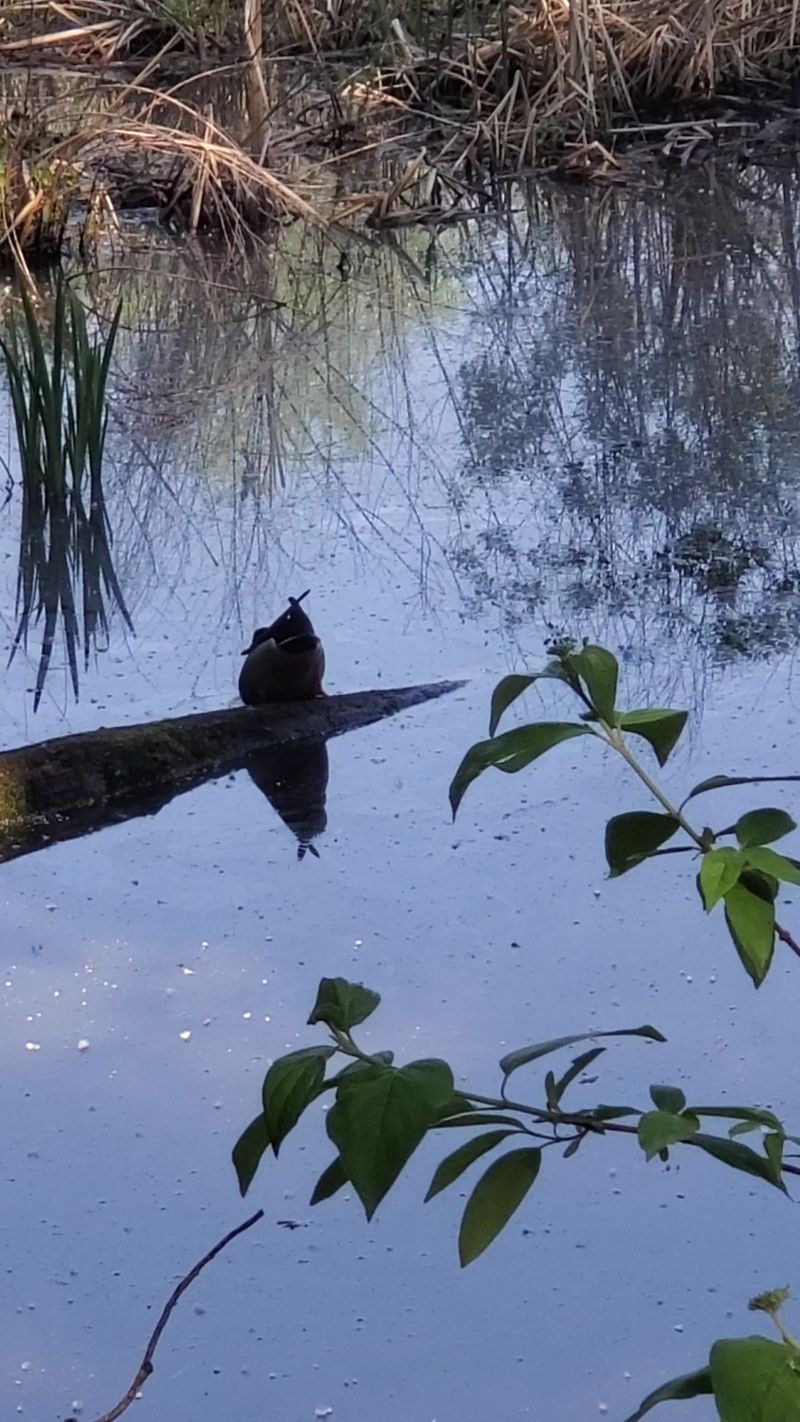 Bluebirds, Deer, and Evening Wildlife Bluebirds, Deer, and Evening Wildlife
