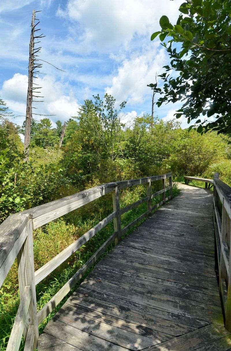 Boardwalk Through the Wild Bog Boardwalk Through the Wild Bog
