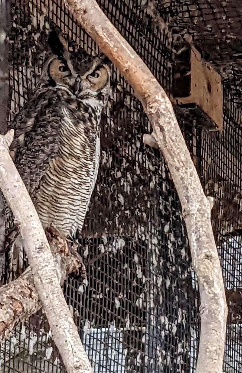 Bobcats, Coyotes, and Owls of the Prairie State Bobcats, Coyotes, and Owls of the Prairie State