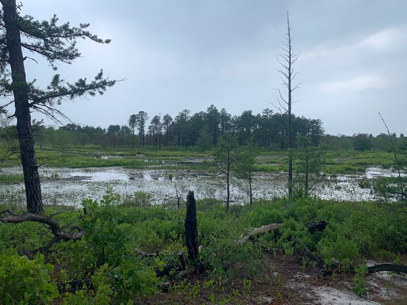Bogs Within the Forest Setting