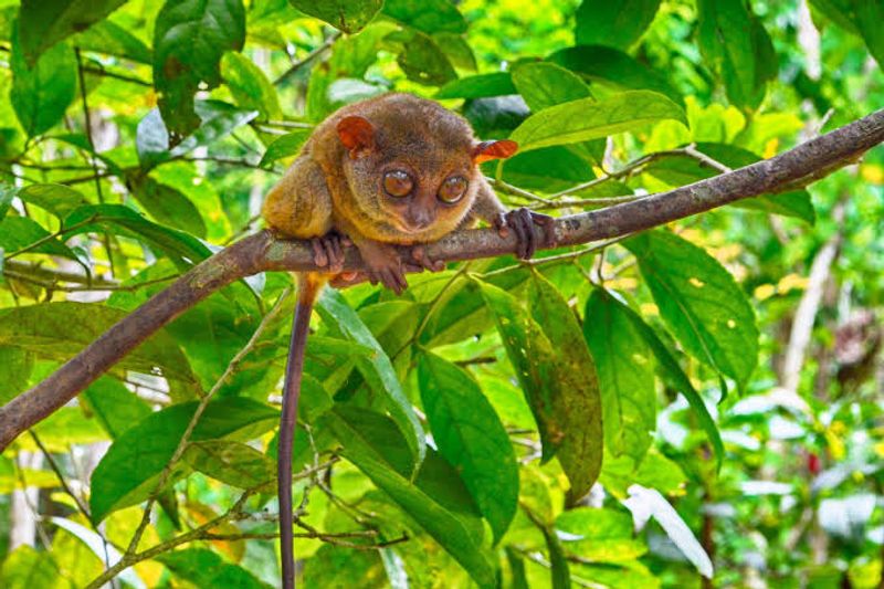 Bohol, Philippines: Philippine Tarsiers