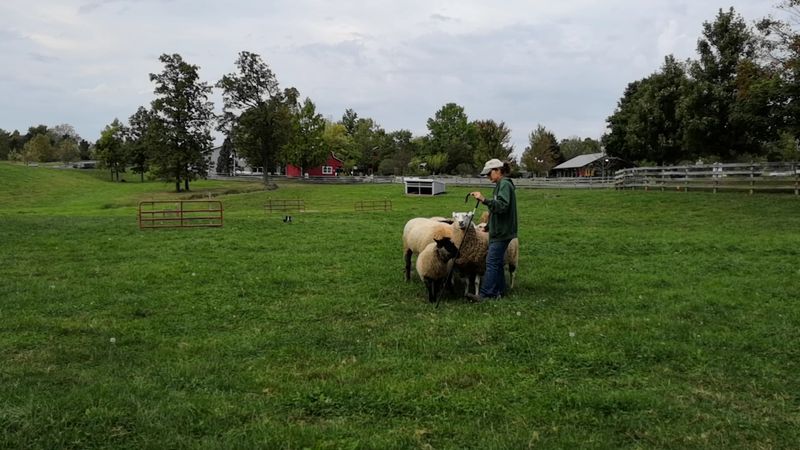 Border Collies Take Charge Of The Sheep Border Collies Take Charge Of The Sheep