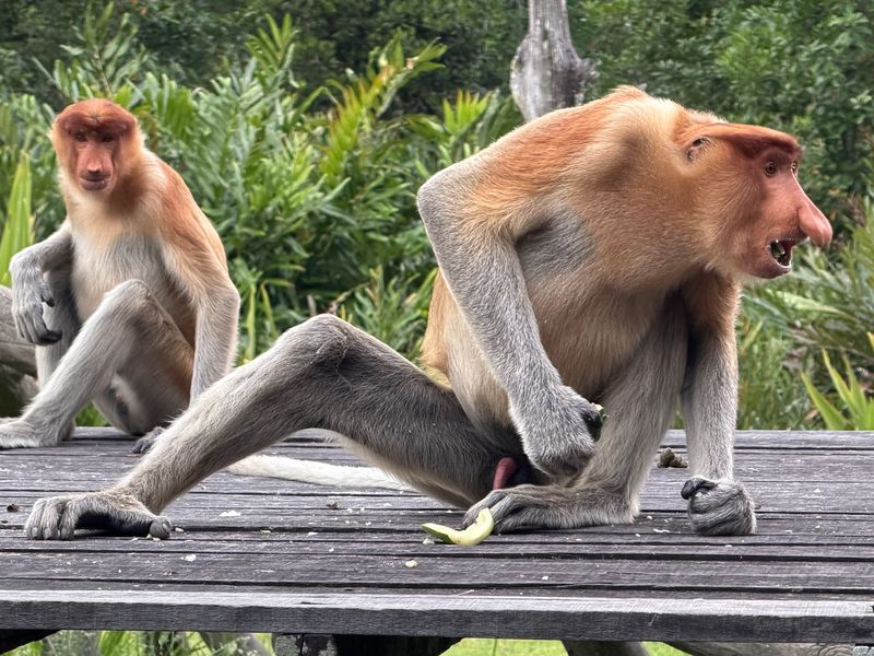 Borneo, Malaysia: Proboscis Monkeys