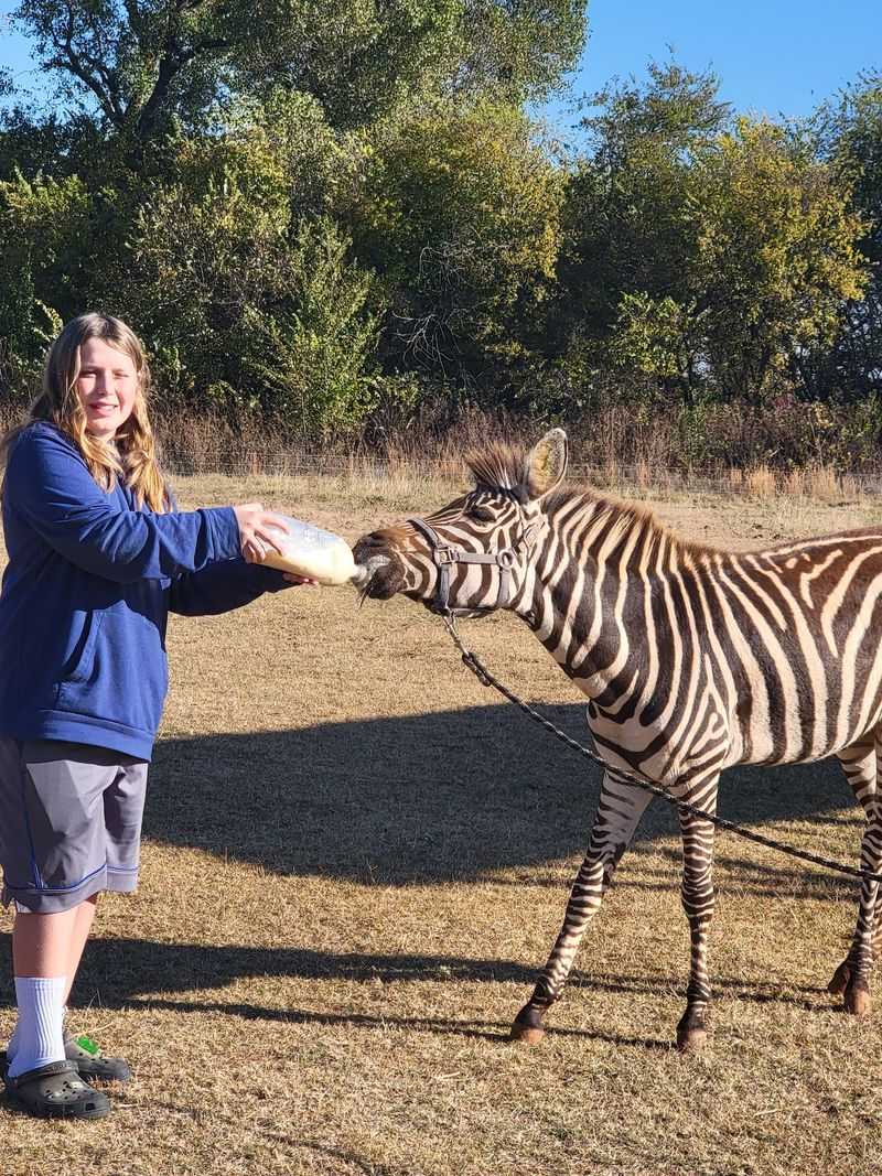 Bottles for Zebras, Snacks for Tigers