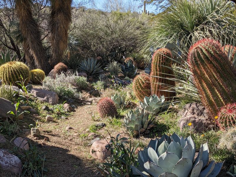 Boyce Thompson Arboretum, Superior, Arizona Boyce Thompson Arboretum, Superior, Arizona