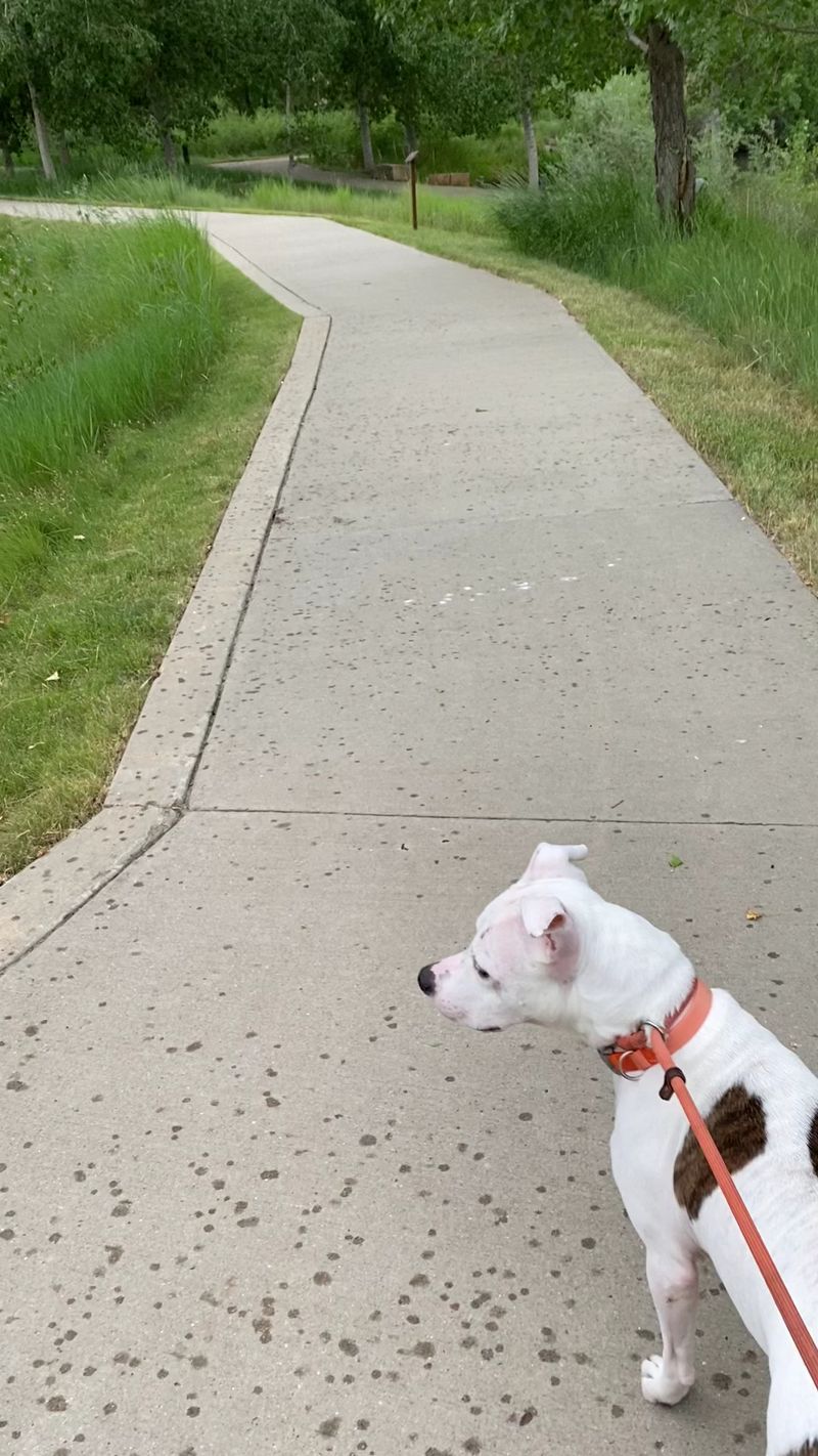 Bringing the Dog Along Bringing the Dog Along