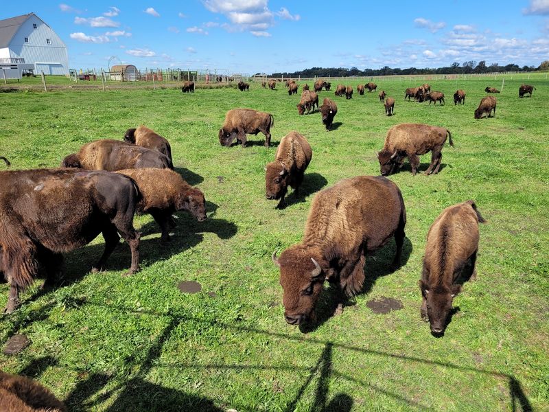 Broken Wagon Bison, Hobart, Indiana