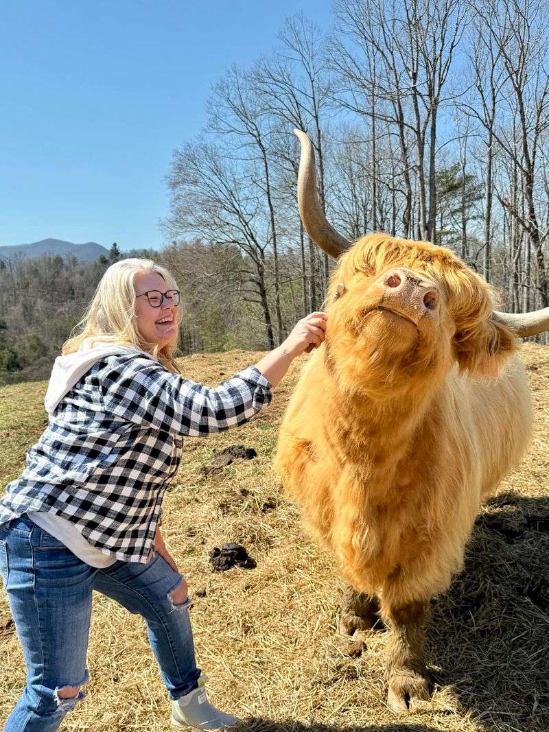 Brushing Those Famous Shaggy Coats Brushing Those Famous Shaggy Coats