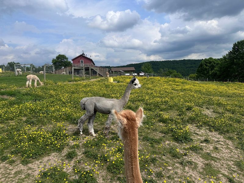 Buck Brook Alpacas, Roscoe, New York