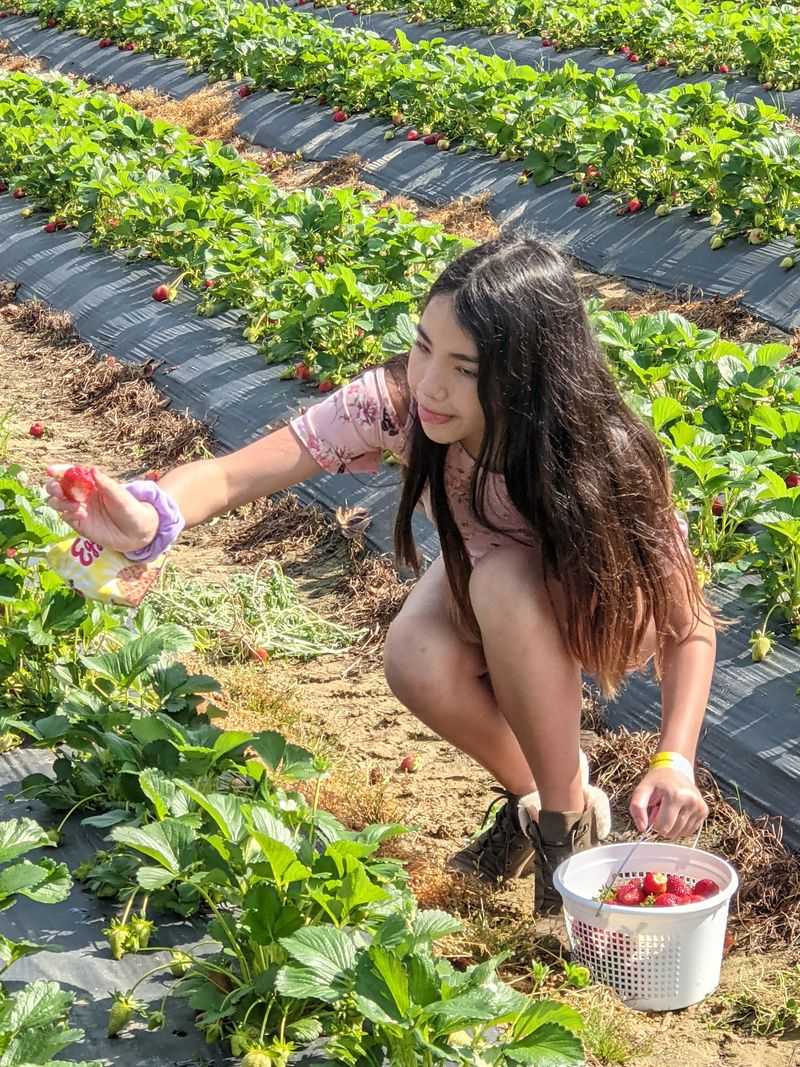 Bucket-Filling Strawberry Fields Bucket-Filling Strawberry Fields