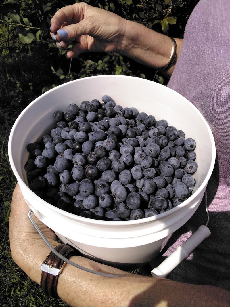 Buckets Full of Sweet Summer Berries Buckets Full of Sweet Summer Berries