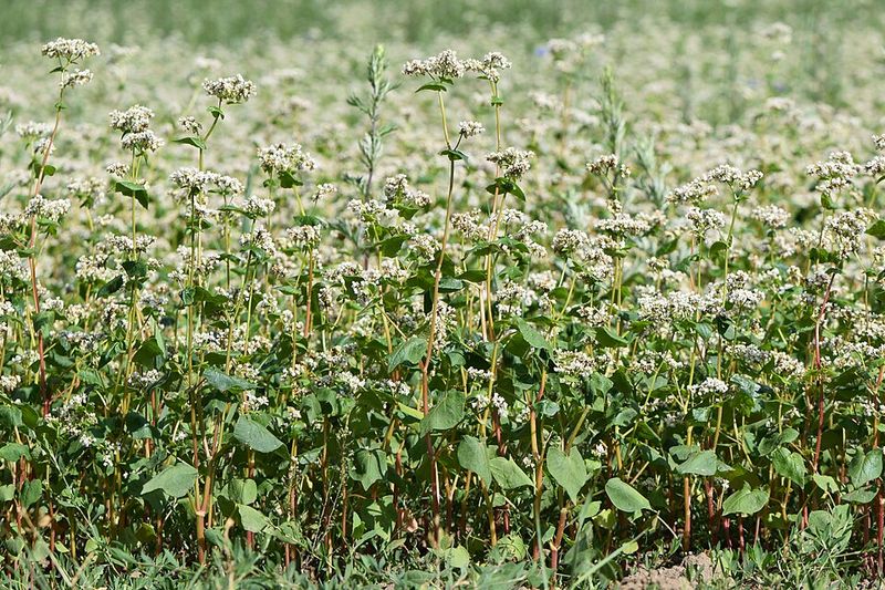Buckwheat