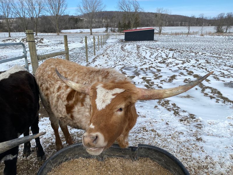 Buffalo Bend Animal Sanctuary, Skaneateles, New York