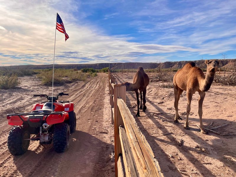 Bunkerville Camel Safari, Bunkerville, Nevada Bunkerville Camel Safari, Bunkerville, Nevada