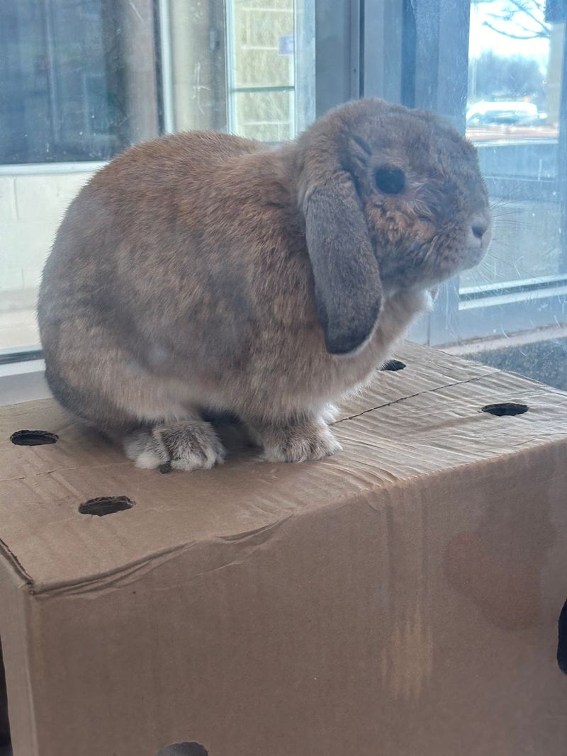 Bunnies, Parakeets and Small Wonders Bunnies, Parakeets and Small Wonders